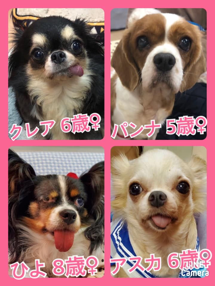 🐾今日の里親様募集中ワンコ🐶メンバーです🐾2020,10,27